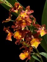 Very Tall Spike - Ons. Catatante ‘Los Robles’ (3.5” pot) - Image 2