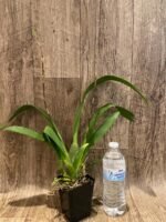 Quadruple Spikes Oncidium Eye Candy 'Pinkie' (3.5” pot) - Image 2