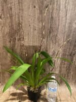 Quadruple Spikes Oncidium Eye Candy 'Pinkie' (3.5” pot) - Image 6