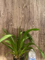 Quadruple Spikes Oncidium Eye Candy 'Pinkie' (3.5” pot) - Image 7