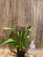 Quadruple Spikes Oncidium Eye Candy 'Pinkie' (3.5” pot) - Image 8