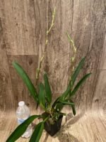 Double Spikes - Oncidium (Wils.) Space Mine ‘Red Rendezvous’ (3.5” pot) - Image 3