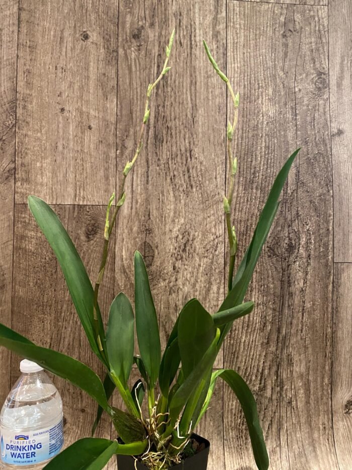 Double Spikes  - Oncidium (Wils.) Space Mine ‘Red Rendezvous’ (3.5” pot) - Image 4