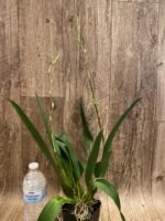 Double Spikes - Oncidium (Wils.) Space Mine ‘Red Rendezvous’ (3.5” pot) - Image 5