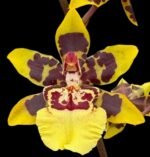 Double Spikes Odontocidium Dorothy Wisnom ‘Golden Gate' (3.5” pot)