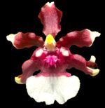 In Spikes - Fragrant Oncidium Heaven Scent ‘Redolence’ (3.5” Pot)