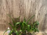 Double Spikes Odontocidium Wildcat ‘Golden Red Star’ (3.5” Pot) - Image 4