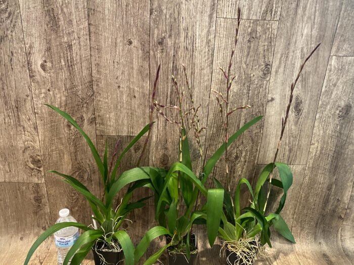 Double Spikes Odontocidium Wildcat ‘Golden Red Star’ (3.5” Pot) - Image 4