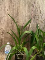 Double Spikes Odontocidium Wildcat ‘Golden Red Star’ (3.5” Pot) - Image 5