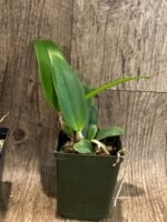 Rlc.. Lianher Glory 'HER-TA' x Rlc. Village Chief Cunning (3.5” Pot) - Image 4