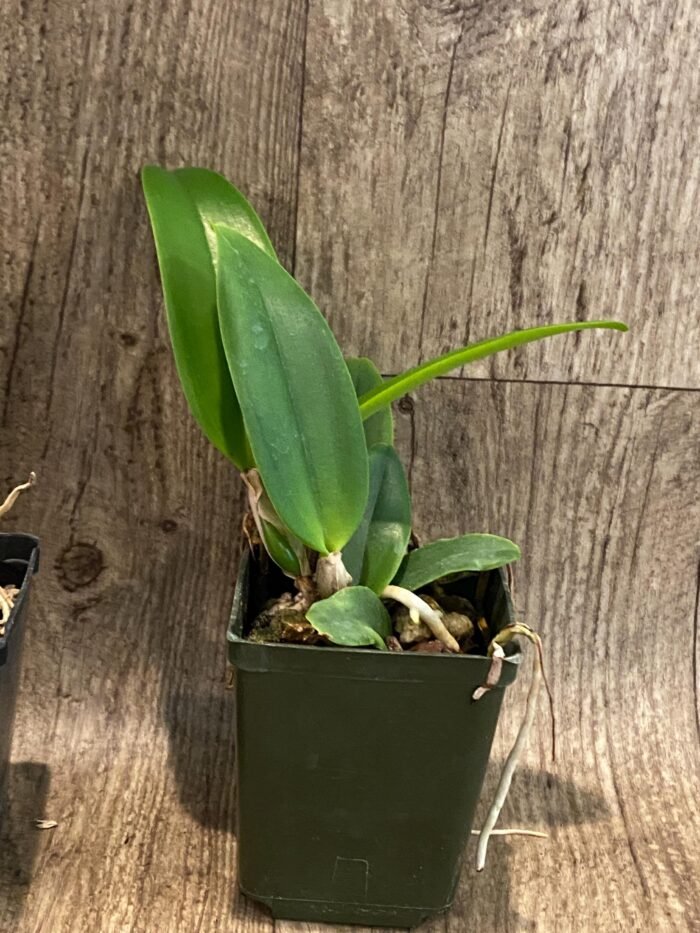 Rlc.. Lianher Glory 'HER-TA' x Rlc. Village Chief Cunning (3.5” Pot) - Image 4