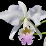 Cattleya labiata 'amesiana' (3.5” Pot)