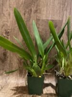 Oncostelopsis Fran's Jewels (3.5” pot) - Image 5