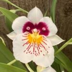 Miltoniopsis Milton Brown In Spikes