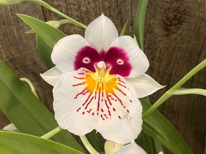 Miltoniopsis Milton Brown In Spikes