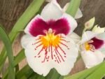 6 Spikes Miltoniopsis Milton Brown (3.5" pot) - Image 2