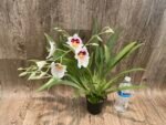 6 Spikes Miltoniopsis Milton Brown (3.5" pot) - Image 6