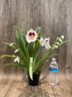 6 Spikes Miltoniopsis Milton Brown (3.5" pot) - Image 3