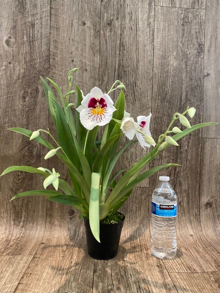 6 Spikes Miltoniopsis Milton Brown (3.5" pot) - Image 3