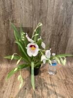 6 Spikes Miltoniopsis Milton Brown (3.5" pot) - Image 5