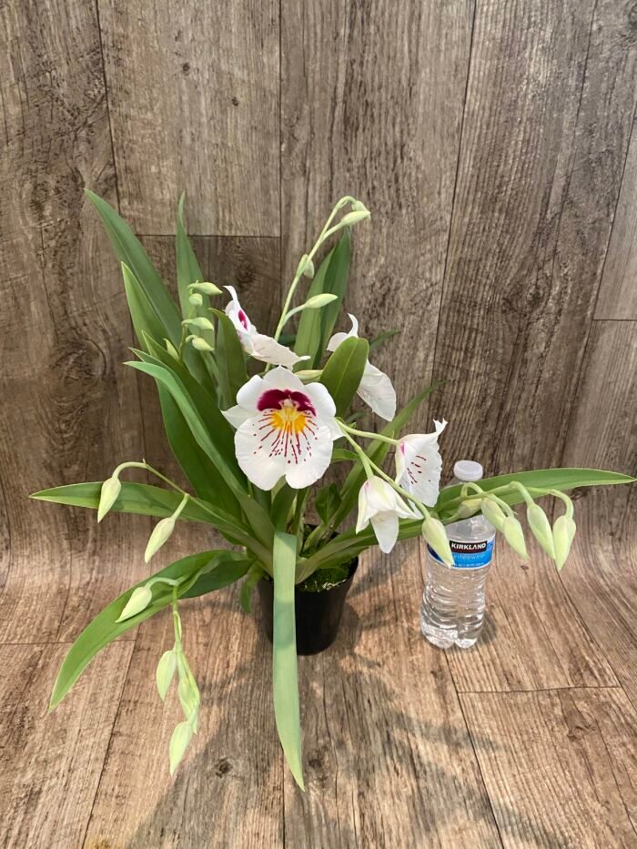 6 Spikes Miltoniopsis Milton Brown (3.5" pot) - Image 5