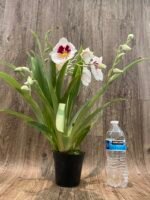 6 Spikes Miltoniopsis Milton Brown (3.5" pot) - Image 4