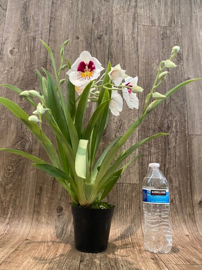 6 Spikes Miltoniopsis Milton Brown (3.5" pot) - Image 4