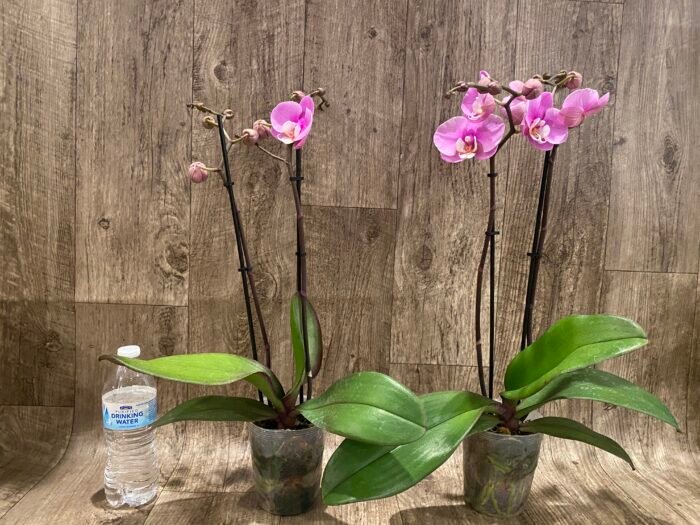 Double Spikes Phalaenopsis Taisuco Anna (4.5” Pot) - Image 4