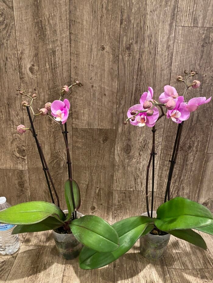Double Spikes Phalaenopsis Taisuco Anna (4.5” Pot) - Image 5