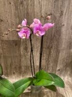 Double Spikes Phalaenopsis Taisuco Anna (4.5” Pot) - Image 6