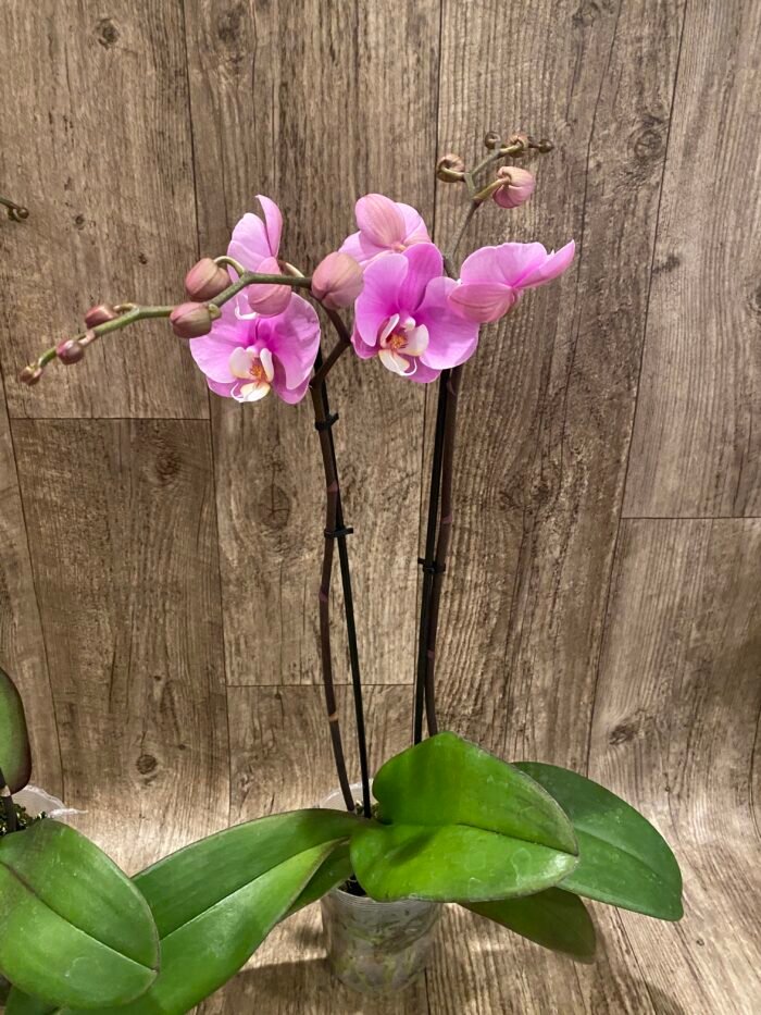 Double Spikes Phalaenopsis Taisuco Anna (4.5” Pot) - Image 6
