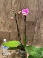 Double Spikes Phalaenopsis Taisuco Anna (4.5” Pot) - Image 7