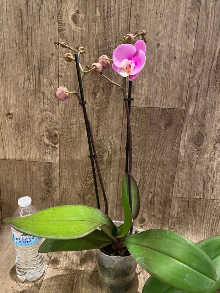Double Spikes Phalaenopsis Taisuco Anna (4.5” Pot) - Image 7