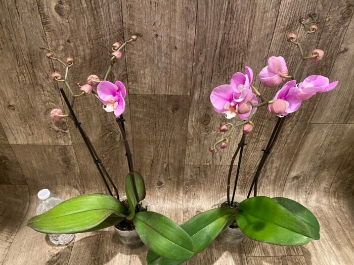 Double Spikes Phalaenopsis Taisuco Anna (4.5” Pot) - Image 8
