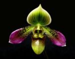In Bud Paphiopedilum Shirley Amundson (3.5” pot)