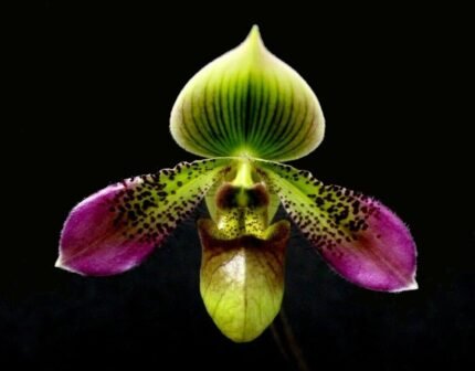 In Bud Paphiopedilum Shirley Amundson (3.5” pot)
