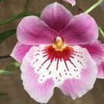 Quadruple Spikes Miltoniopsis Keiko Komoda 'Pink' Multi-Growths (3.5" Pot)