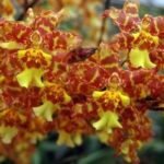 In Spike Odontocidium Golden Mirth 'Filini's Gold Dust' Compact (3.5" pot)