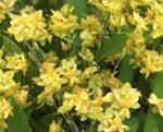 Fragrant Mini Oncidium Twinkle ‘Yellow Bird’ (3” Pot)