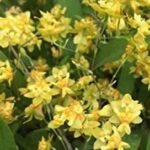 Fragrant Mini Oncidium Twinkle ‘Yellow Bird’ (3” Pot)
