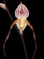 In Spike Paphiopedilum Mount Toro (phillippinense x stonei) (5" pot) - Image 2