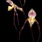 In Spike Paphiopedilum Mount Toro (phillippinense x stonei) (5" pot)