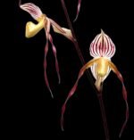 In Spike Paphiopedilum Mount Toro (phillippinense x stonei) (5" pot)