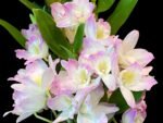 In Buds & Fragrant - Dendrobium Fancy Angel ‘Lychee’ Lots of Buds (2” pot) - Image 2