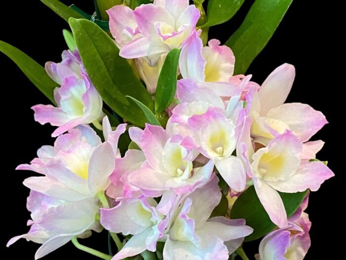 In Buds & Fragrant - Dendrobium Fancy Angel ‘Lychee’ Lots of Buds (2” pot) - Image 2