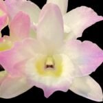 In Buds & Fragrant - Dendrobium Fancy Angel ‘Lychee’ Lots of Buds (2” pot)