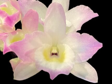 In Buds & Fragrant - Dendrobium Fancy Angel ‘Lychee’ Lots of Buds (2” pot)
