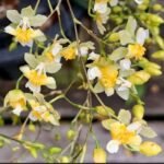 Fragrant Mini Oncidium Twinkle ‘Fantasy’ (3” Pot)