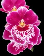 7 Spikes Miltoniopsis Milton Brown (3.5" pot)