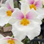 Triple Spikes Miltoniopsis Bertha Baker 'Florentine' HCC/AOS (3.5” pot)